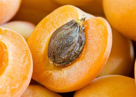 Today we present Apricot Pitts for your pleasure .